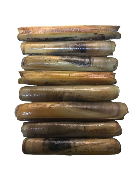 canli yem süllünez