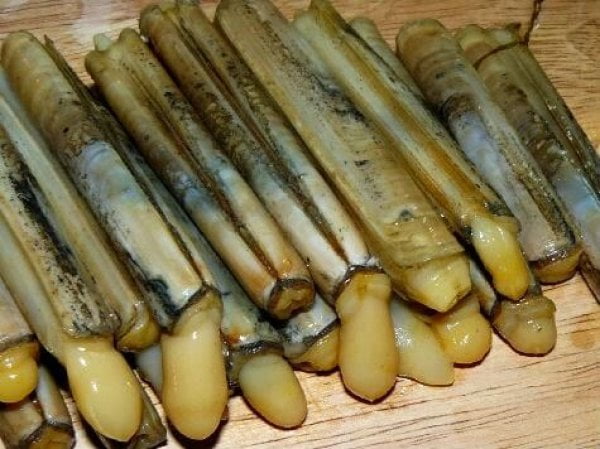 canli sülünez,Beylikdüzü Canli Yem beylikdüzü cin kurdu Büyükcekemece Canli Yem Büyükcekmece Canlı Sülünez Gürpinar Canlı Sülünez Gürpinar Canli Yem