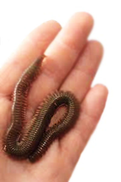 Lugworm Çin Kurdu paket adeti 6 ila 9 arası her paket 25 gr dır Çin Kurdu yaşama süresi 15-30 gün arasıdır Levrek,Karagöz ,Çupra , Mırmır,Granyoz,Sarıkulak,Sarıağız gibi balıkların yemidir