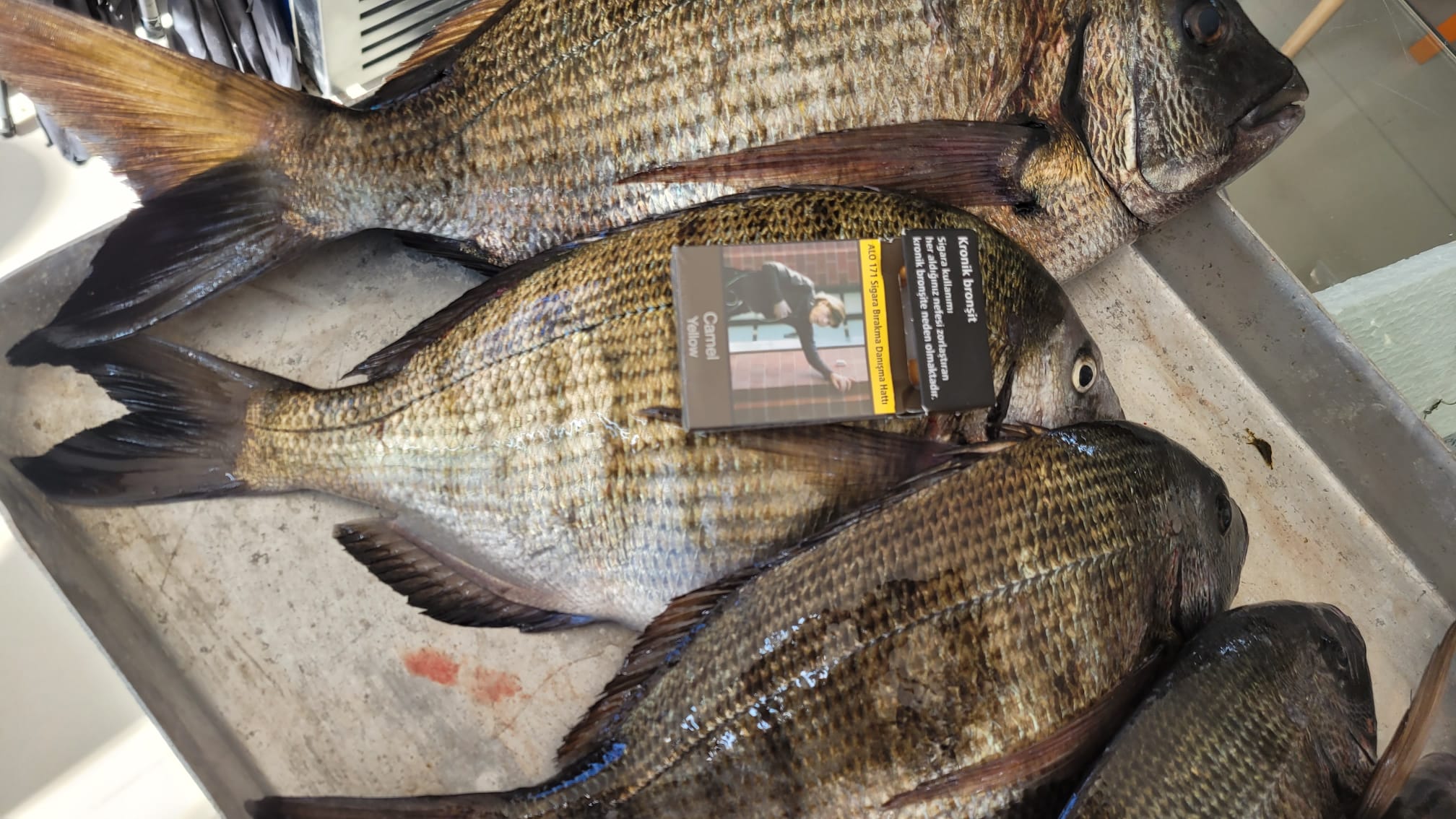 Boru kurdu balık türleri,Boru kurdu çeşitleri,Boru kurdu özellikleri ,Boru kurdu habitatı,Boru kurdu beslenme alışkanlıkları ,Boru kurdu avlanma yöntemleri,Boru kurdu yaşam alanları ,Boru kurdu türleri ve çeşitleri,Boru kurdu popülasyonu ,Boru kurdu koruma önlemleri