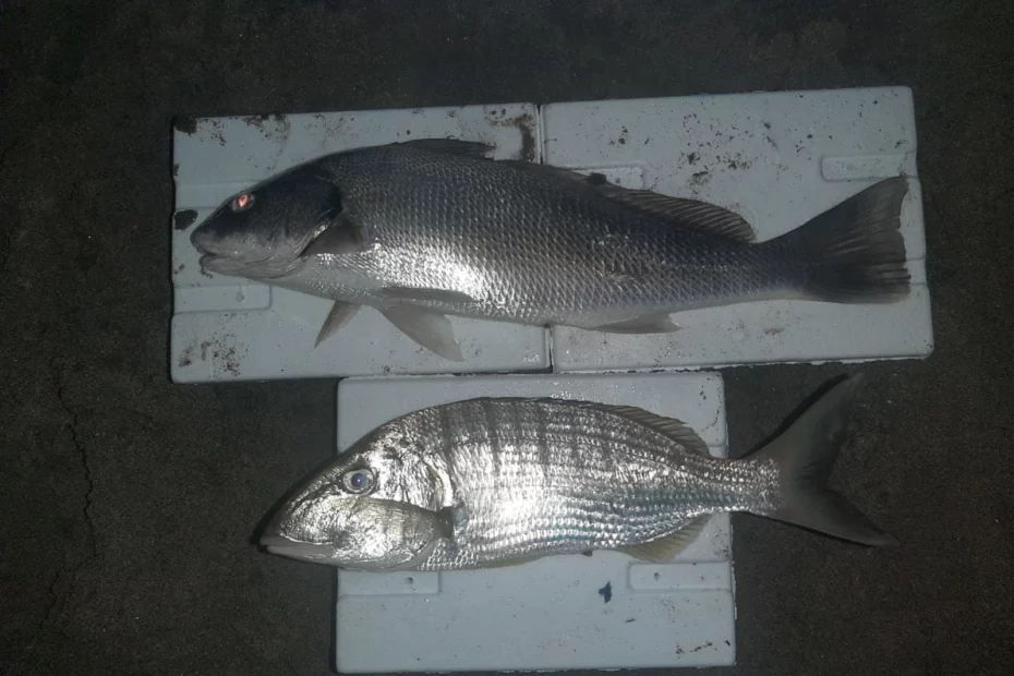 Amatör balıkçılık,,Balık avcılığı ekipmanları ,Canlı yem ,Olta takımları,Misina,İğne,Balık türleri ,Avlanma başarısı ,Balık avı teknikleri,Doğa dostu balık avı