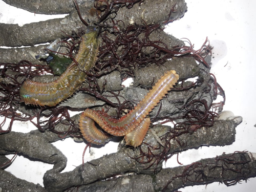 canlı yem, balık avı, Dalyan Oltacılık, boru kurdu, kırmızı kaya kurdu, sülünez, lugworm, çin kurdu, Beylikdüzü canlı yem, Büyükçekmece canlı yem, olta, olta takımı, balık avı malzemeleri, Beylikdüzü Belediyesi, Büyükçekmece Belediyesi, balık avı ekipmanları, canlı yem fiyatları, kaliteli canlı yem