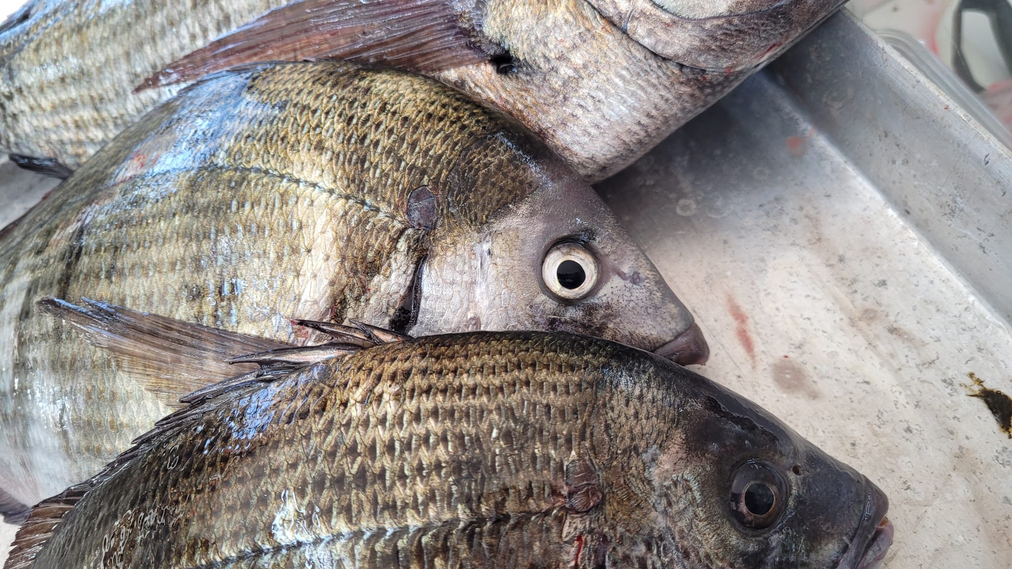 karides yem, canlı karides, dondurulmuş karides, balık yemi karides, levrek yemi, sargos yemi, karagöz yemi, karides ile balık avı, deniz balığı yemi, surf casting yem, canlı yem çeşitleri, aromalı yem, etkili balık yemi, karidesle av, karides yemi fiyatları, dalyan oltaçılık yem, karides yem tedarikçisi, balık avı için karides, doğal balık yemi, deniz avı yemi