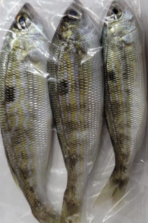 lüfer yemi ,levrek yemi