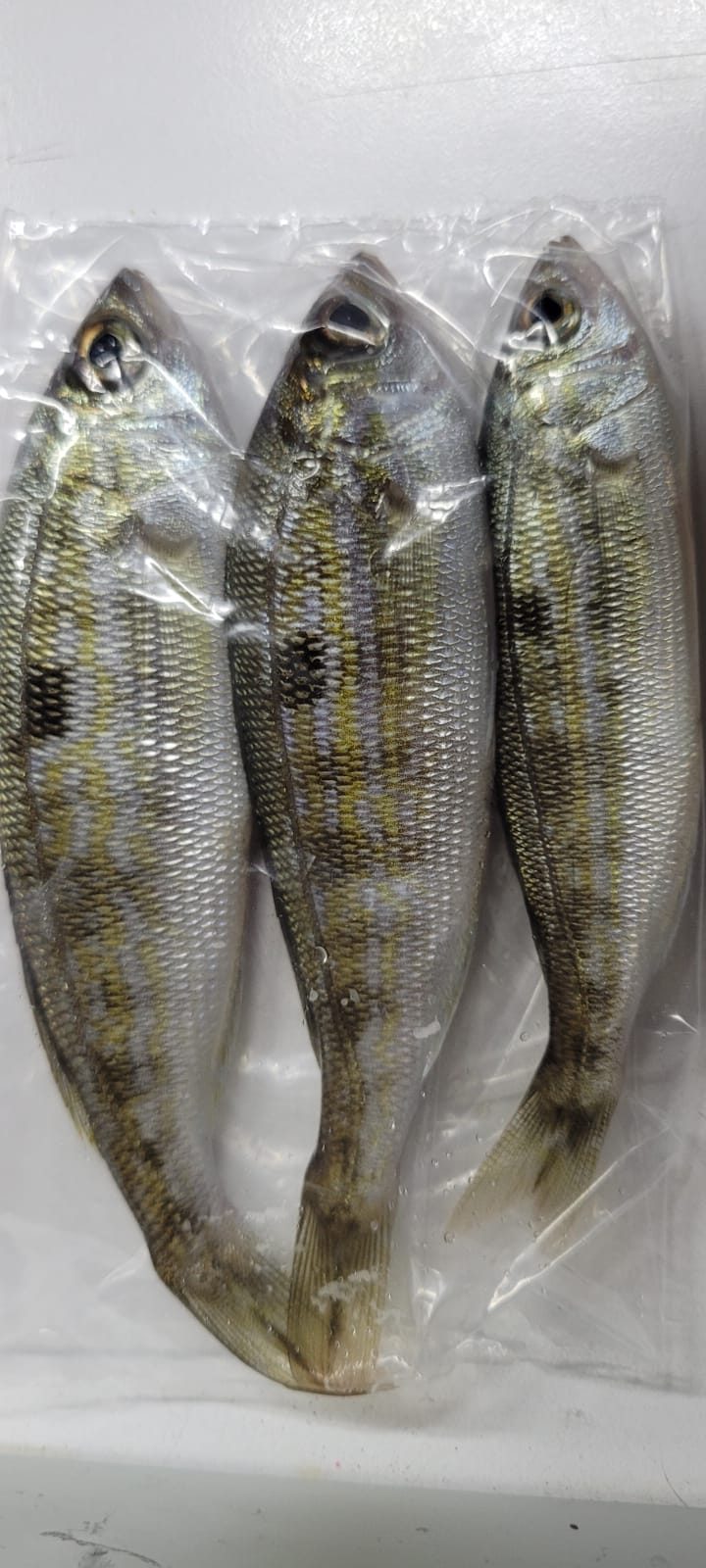 lüfer yemi ,levrek yemi