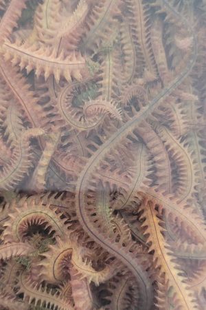 boru kurdu, boru kurdu yem, canlı boru kurdu, boru kurdu fiyatları, boru kurdu satışı, boru kurdu ile balık avı, surf casting yemleri, boru kurdu Dalyan Oltaçılık, en iyi balık yemi boru kurdu, boru kurdu mırmır, boru kurdu eskina, dip balığı yemleri