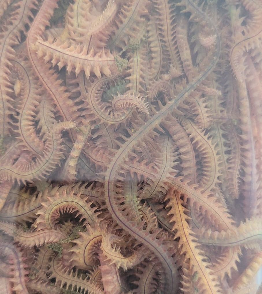 boru kurdu, boru kurdu yem, canlı boru kurdu, boru kurdu fiyatları, boru kurdu satışı, boru kurdu ile balık avı, surf casting yemleri, boru kurdu Dalyan Oltaçılık, en iyi balık yemi boru kurdu, boru kurdu mırmır, boru kurdu eskina, dip balığı yemleri